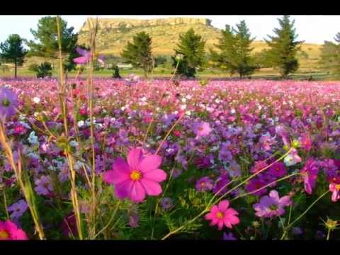 Wildflower Song Youtube